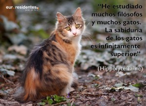 Frases de gatos
