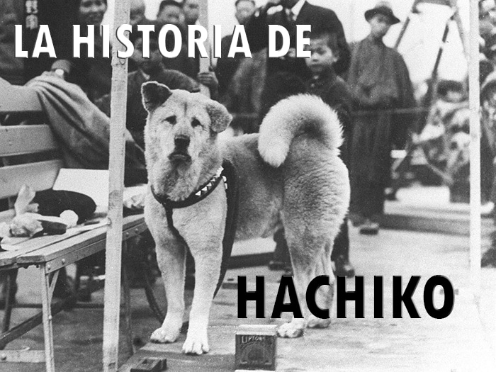 historia hachiko