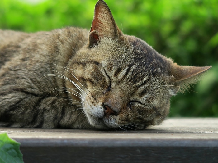 Lombrices en gatos: Cómo deshacerte de los parásitos ...