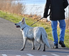 Correas para perros