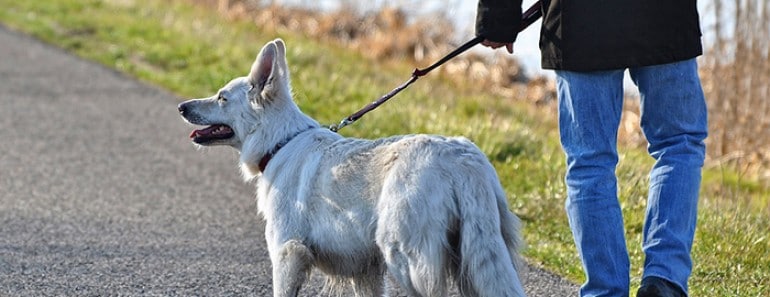 Correas para perros