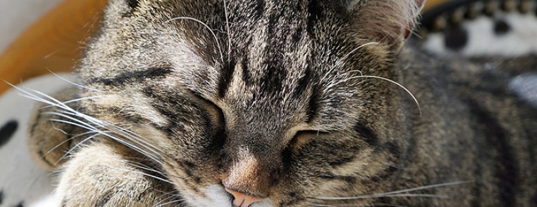 por que ronronean los gatos