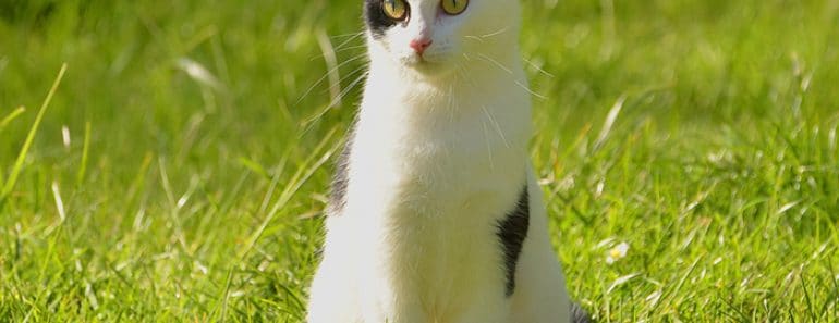 refrescar gato calor