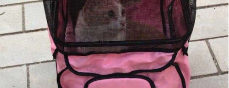 cómo hacer una mudanza con un gato