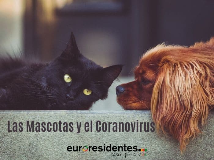 mascotas y coronavirus