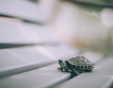 Tortuga paseando en un banco