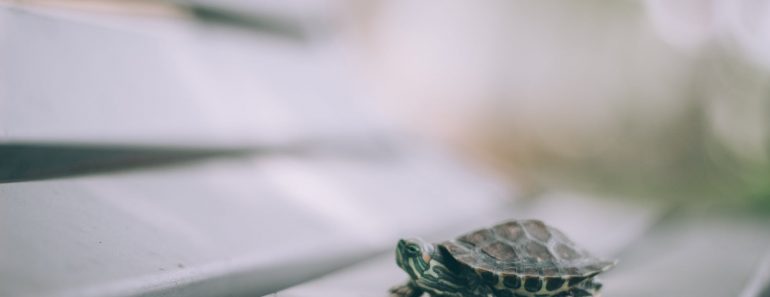 Tortuga paseando en un banco