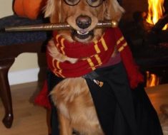 Perro disfrazado de Harry Potter