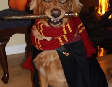 Perro disfrazado de Harry Potter
