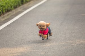 Perro que sale huyendo de su dueño