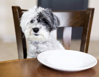 Perro que mendiga comida mientras comen las personas