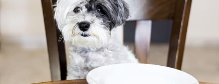 Perro que mendiga comida mientras comen las personas