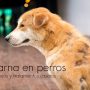 Cómo curar la sarna en perros, consejos y remedios caseros