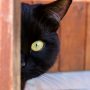 Gatos Negros curiosidades