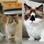 Munchkin gatos raza