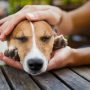 Cómo actuar frente al envenenamiento de perros