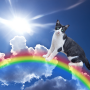 Leyenda Puente Arcoiris mascotas