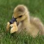 que comen los patos