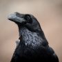 curiosidades sobre los cuervos