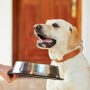 Alimentación Labrador Retriever