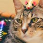 Ratón para gatos de cuerda