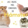 5 razas más conocidas de hamsters