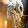 Caballo comiendo