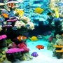 Acuario