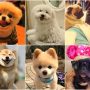 Perros más famosos de internet