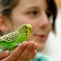 Mejores pájaros para tener de mascota
