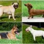 Cambios en razas de perros