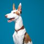 Podenco ibicenco