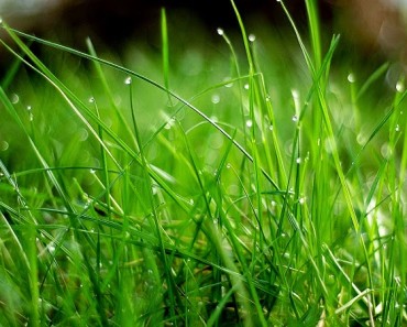 grass