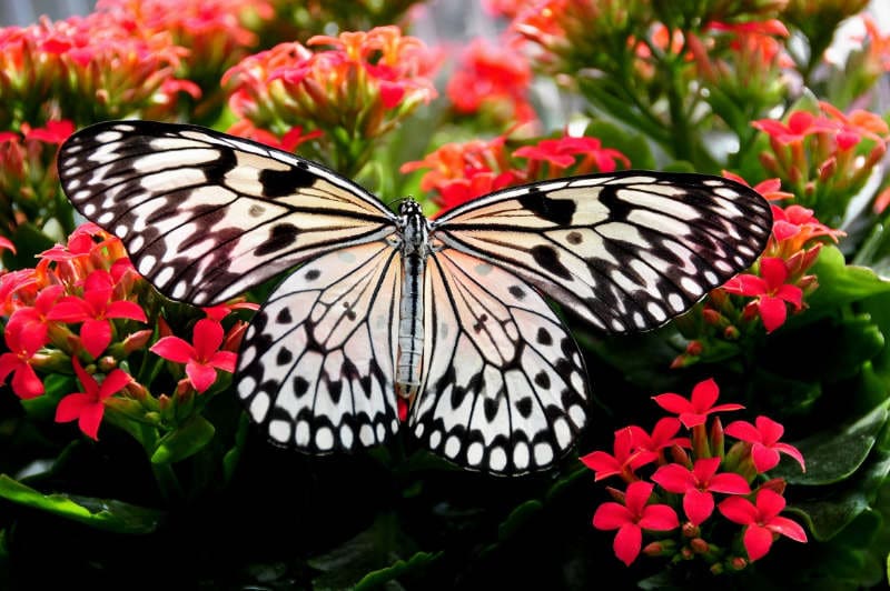 Cómo atraer mariposas a nuestro jardín - Trucos de bricolaje