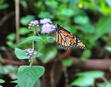 mariposa_jardin
