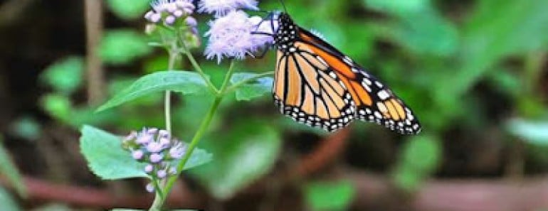 mariposa_jardin