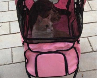 Cómo hacer una mudanza con un gato