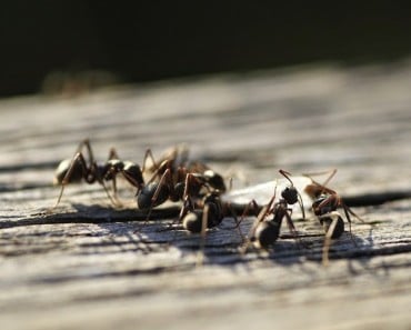 ¿Cómo terminar con las hormigas? Remedio contra las hormigas
