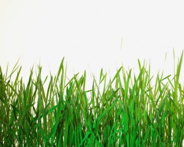 El uso del vinagre como un herbicida natural