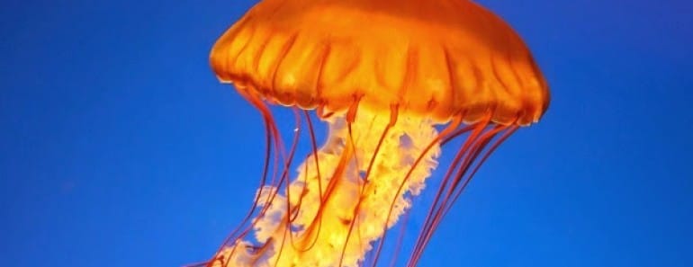 Cómo tratar una picadura de medusa con remedios naturales