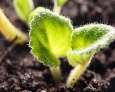 Herramientas necesarias para el cuidado del jardín