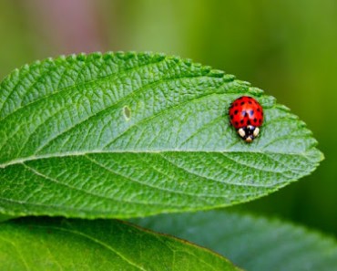 Cómo proteger nuestro jardín de insectos durante todo el año