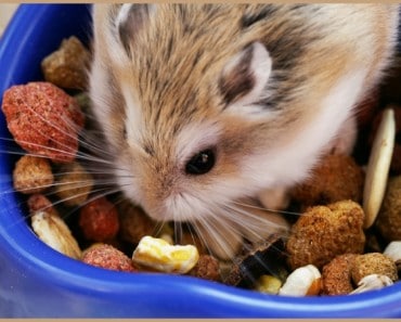 ¿Cómo alimento a mi hamster?