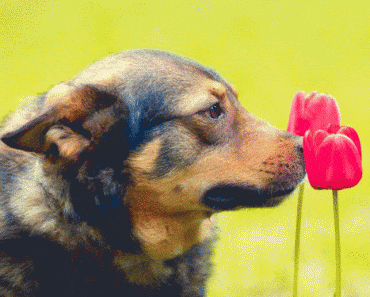¡¡¡Bienvenidos amantes de los animales!!!