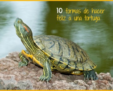 10 Formas de hacer feliz a mi tortuga