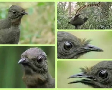 El pájaro que imita sonidos
