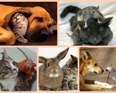 Mascotas con amigos peculiares