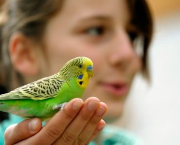 Los mejores pájaros para tener de mascota