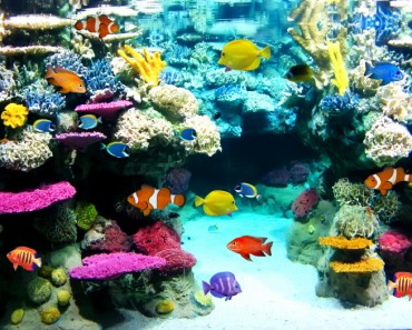 15 mejores peces para acuarios