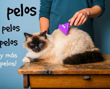 Cómo eliminar los pelos de gato en casa